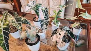 Insane Rare Variegated Alocasia Collection!Alocasia_Bridget. Milsbo Ikea Cabinet Plant Tour.