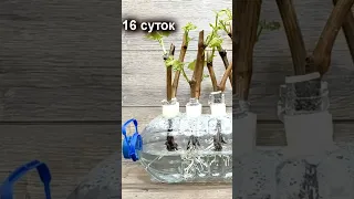 🍇 Потрясающее Укоренение Винограда в пятилитровой бутылке.