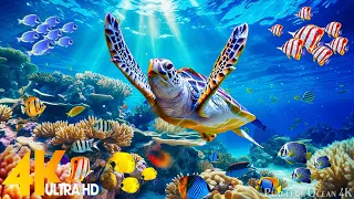 [NEW] 4HRS Stunning 4K Underwater Wonders - Relaxing Music  Coral Reefs, Fish & Colorful Sea Life #3