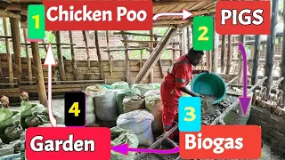 FEEDING PIGS ON CHICKEN POO. Earn crazy Profits on a poultry Farm With Pigs/Cut cost of feeding pigs