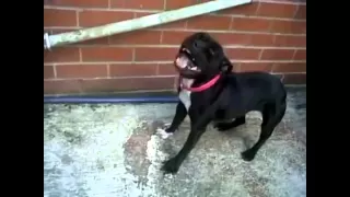 Смешные собаки чихают — смотрите забавные видео ролики с животными на сайте Rutube
