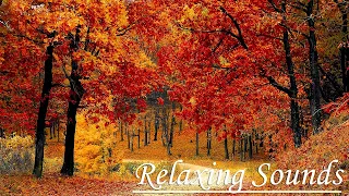 24/7 Beautiful Relaxing Music for Stress Relief, Peaceful Piano Music, Sleep Music,... ⛅