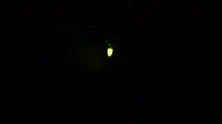 Cum luminează un licurici noaptea. How a firefly lights up at night.