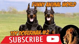 Top #1 Funniest Doberman Videos #2