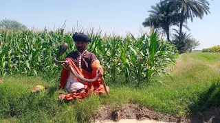 snake video Fiaz jogi caught two dangerous snake black cobra at village | naag jogi new video