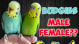 How to tell if your Budgie is a male or female  #budgiegender #maleorfemale #budgie #parrot  #gender