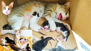 The story of rescue poor abandoned mother cat green eyes, and her newborn kittens
