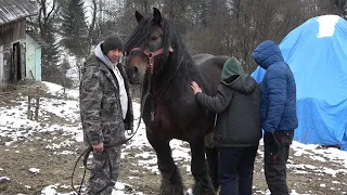 Caii lui Bexa Daniel de la Ciuruleasa, Alba - 2023 Nou!!!