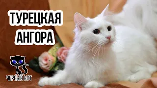 ✔ Турецкая ангора - редкая кошка древнейшего происхождения