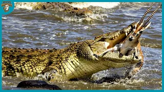 15 Epic Hunting Moments Of Huge And Merciless Crocodiles