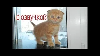 ЛЮТЫЕ ПРИКОЛЫ. КОТЕЙКИ В МЕМАХ. КОТЫ ЖГУТ #7