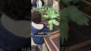 Real life Harry Potter Mandrake Plant #shorts