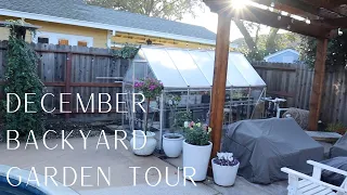 December Northern California Zone 9 Small Garden Tour - Back Yard