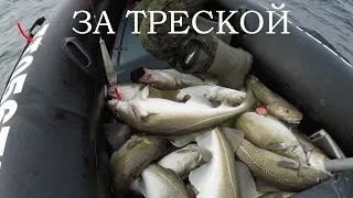 ТРЕСКА ИДЁТ ПОЛНЫМ ХОДОМ / COD IS IN FULL SWING