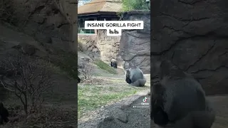 INSANE GORILLA FIGHT 🦍🦍