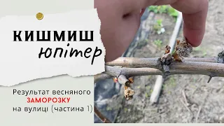 Кишмиш Юпітер, результат весняного заморозку на вулиці, ч.1