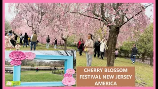CHERRY BLOSSOM FESTIVAL NEW JERSEY AMERICA | A HIDDEN GEM IN NEW JERSEY