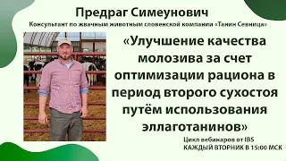 28.06 Предраг Симеунович "Улучшение качества молозива за счет эллаготанинов в рационе"