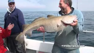Pirking For Big Cod In The English Channel
