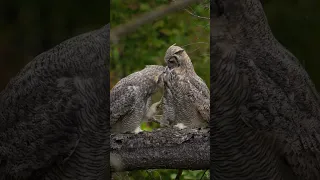 young Great Horned Owls playfighting and preening before hunting.. #wildlife #jungle #Earth#Green