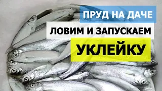 Зарыбок уклейки в свой пруд на даче! Копанка своими руками.