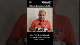 SHIHTZU PUPPIES AVAILABLE | BAADAL BHANDAARI