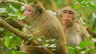 Monkey Casi tries​​ to let poor baby Calvin out (1)