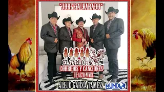 JORGE ALVARADO EL GALLO FINO "ALEJO GARZA TAMEZ"