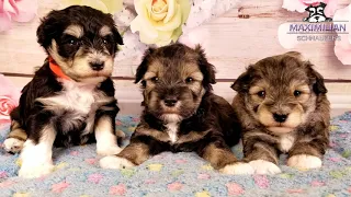 Nylah & Toby's Puppies, DOB 7/29/2019