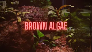 AQUARIUM ALGAE GUIDE Ep #2 Brown Algae - Diatoms
