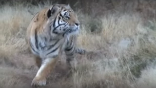 Male tiger gets killed by his son in territorial fight.