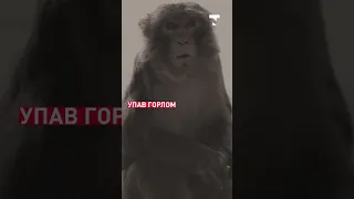 В Индии обезьяны убили девочку