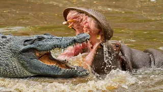 Hippo Attack Crocodile In The Wild