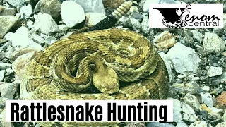 Catching Rattlesnakes Flipping Tin for Snakes in South Carolina | 1st Herping trip of 2020