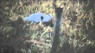 heron eating an eel