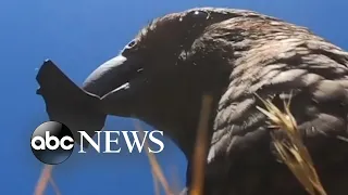 Parrot steals family's GoPro