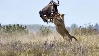 Wildlife Lions Leopard Attack Documentary National Geographic