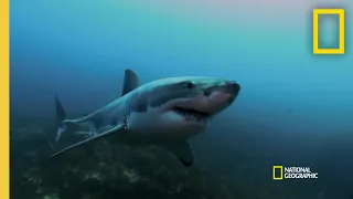 The Dangers of Shark Nets  | When Sharks Attack