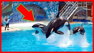 Orca Show!LORO PARQUE! The BEST!! Шоу Орков!! Лоро парк Тенерифе