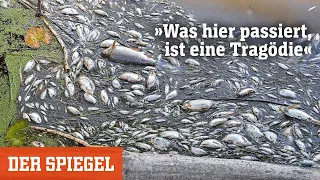 Fischsterben in der Oder: »Was hier passiert, ist eine echte Tragödie« | DER SPIEGEL