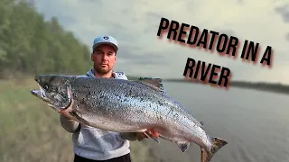 GREAT SALMON from Torne River Finland - Traditional method