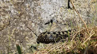 amazing footage of a male adder in the scottish glens emerging after its winter hibernation.