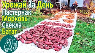 🥕 Сбор урожая корнеплодов и клубнеплодов: батат, морковь, свекла, пастернак 🍠 Опыт Гордеевых