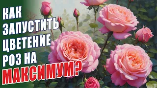 ЦВЕТЕНИЕ РОЗ ПОД УГРОЗОЙ! РЕШАЕМ ПРОБЛЕМУ! КАК ЗАПУСТИТЬ ЦВЕТЕНИЕ РОЗ НА МАКСИМУМ? СЛЕПЫЕ ПОБЕГИ.