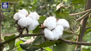Cotton Farming: YaraVita Bud Builder