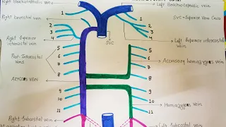 AZYGOS VEIN , HEMIAZYGOS VEIN , ACCESSORY HEMIAZYGOS VEIN