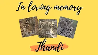 A tribute to Thandi Leopardess