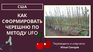 Как сформировать черешню по методу UFO - ВПП - Кордоном (Грег Ленг, США)