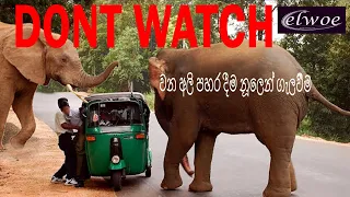 Unbelievable Elephant Attacks & Interactions Caught On Camera! wild elephant chasing vehicles