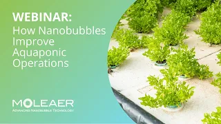 Aquaponics Meets Nanobubble Technology: The Perfect Match for Efficient Crop Production